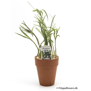 FRITILLARIA MELEAGRIS