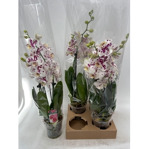 PHAL OV