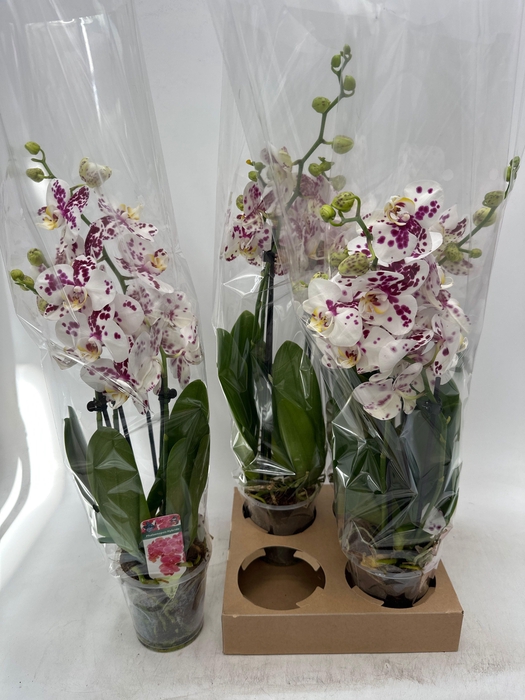 <h4>PHAL OV</h4>