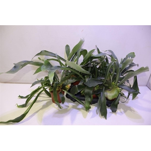 arr8 Platyc Bifurcatum