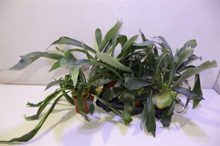 <h4>arr8 Platyc Bifurcatum</h4>