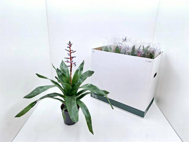 <h4>Aechmea Blue Rain</h4>