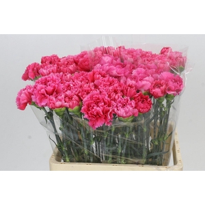 Dianthus St Bizet