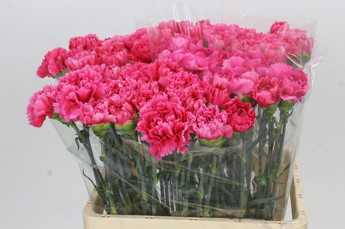 <h4>Dianthus St Bizet</h4>