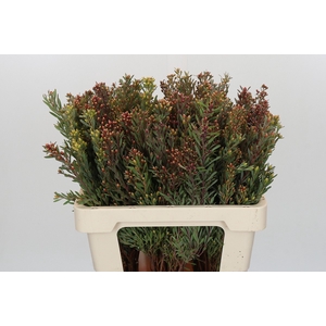 Kaaps Groen Plumosum Rubrum