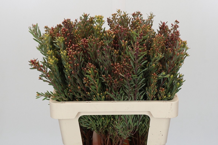 <h4>Kaaps Groen Plumosum Rubrum</h4>
