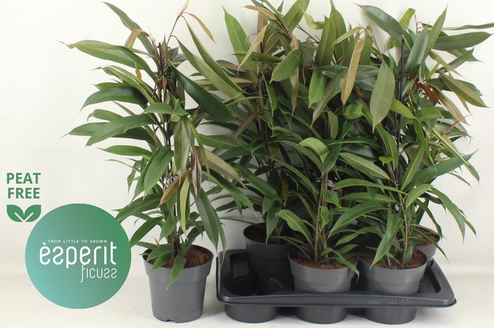 <h4>FIC BIN AMSTEL KING</h4>