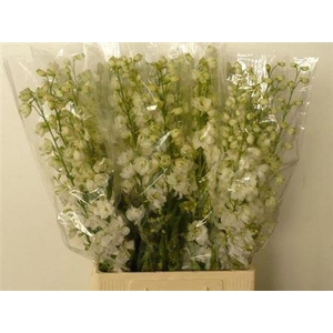 Delph Du Guard White
