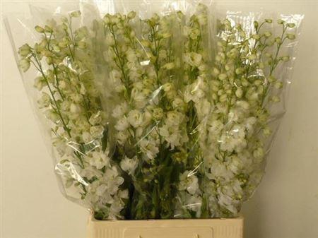 <h4>Delph Du Guard White</h4>