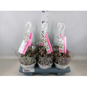 Ceropegia woodii 'Variegata'