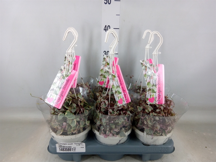 <h4>Ceropegia woodii 'Variegata'</h4>