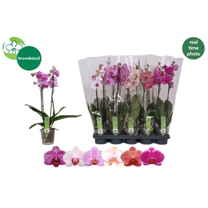PHAL GEM