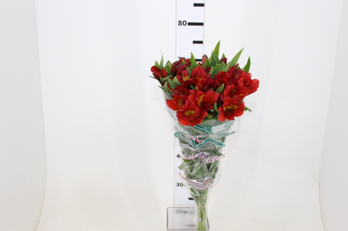 ALSTROEMERIA ANGELINA 080 CM