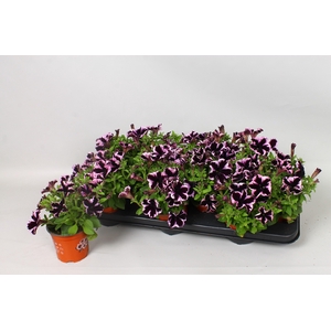 PET GO!TUNIA COSM PU