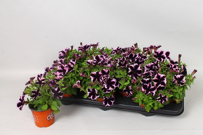 <h4>PET GO!TUNIA COSM PU</h4>