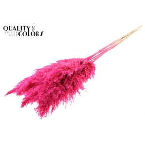 Pampas Grass 100cm 5st/bunch Bleached Cerise