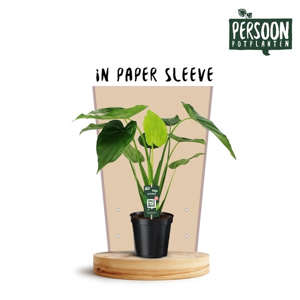 <h4>Alocasia Cucullata Papieren Hoes</h4>