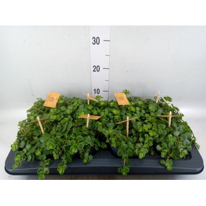 Sedum makinoi 'Kosmosje'