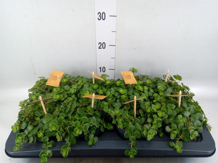 <h4>Sedum makinoi 'Kosmosje'</h4>