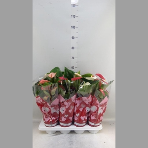 Anthurium   ...mix 4