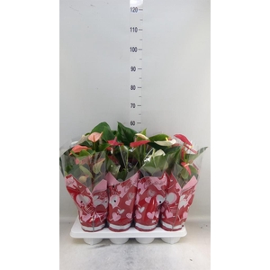 Anthurium   ...mix 4