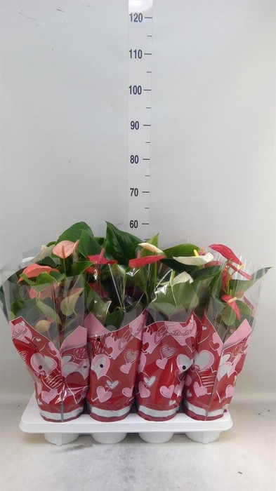 <h4>Anthurium   ...mix 4</h4>