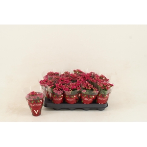 Kalanchoe Double Purple