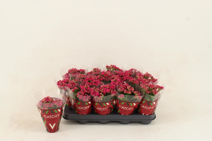 <h4>Kalanchoe Double Purple</h4>