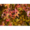 Acer palmatum