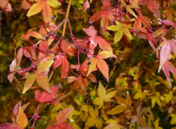 Acer palmatum