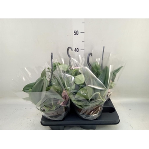 Scindapsus treubii 'Moonlight'