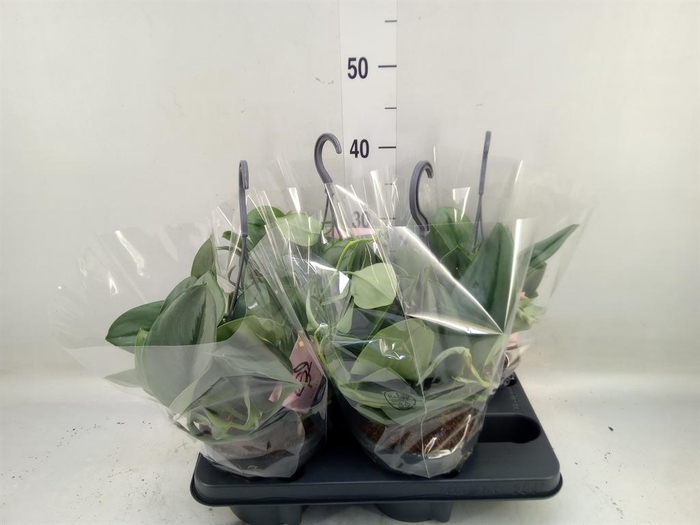 <h4>Scindapsus treubii 'Moonlight'</h4>