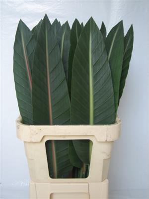 <h4>STRELITZIA BLAD 90 CM P.BL</h4>