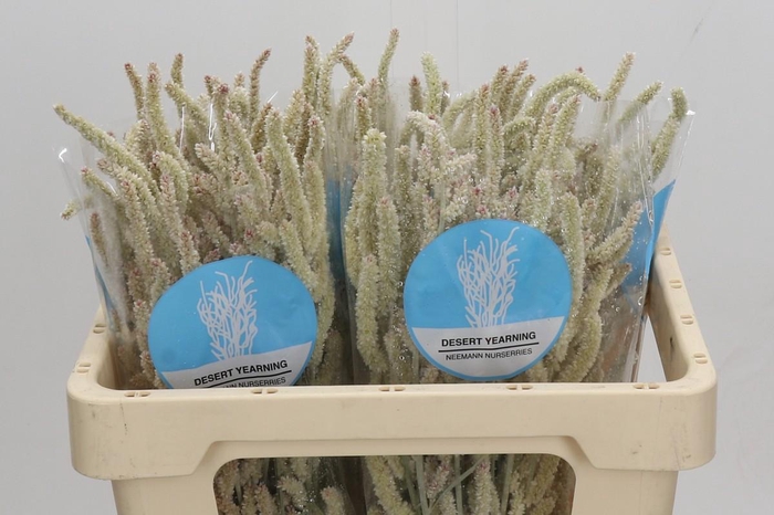 <h4>Amaranthus Yearming Desert</h4>