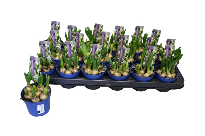 <h4>ORNIT BALANSAE</h4>