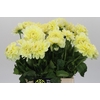 Dahlia Hilda Special