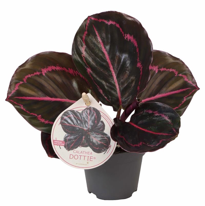 CALATHEA ROSEOPICTA