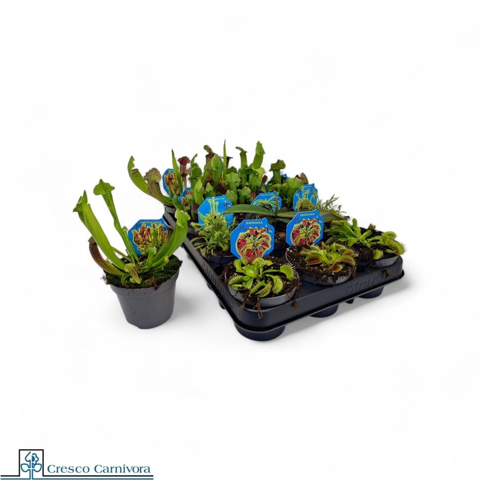 <h4>VLEESET PL GEM 6 SRT</h4>