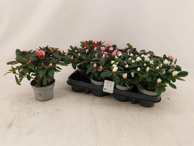 <h4>RHODO SI GEM</h4>