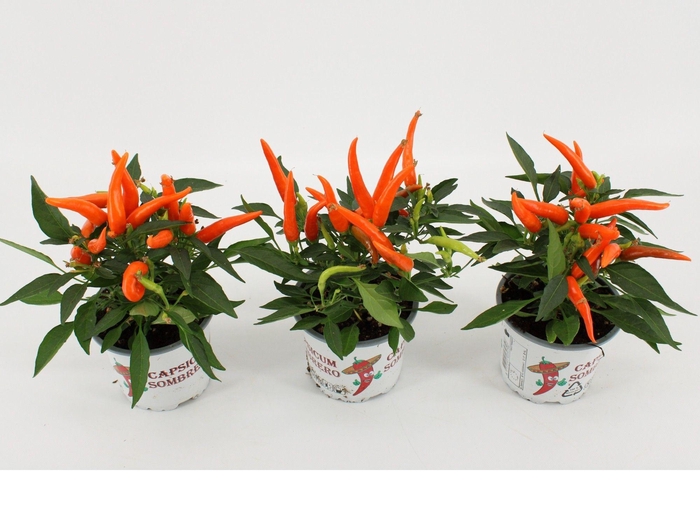<h4>Capsicum Annuum 'Hup Hup'</h4>