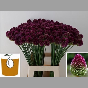 ALLIUM SPHAEROCEPHAL