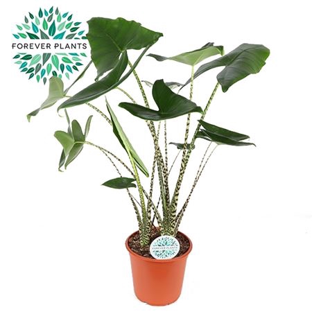 <h4>Alocasia Zebrina</h4>