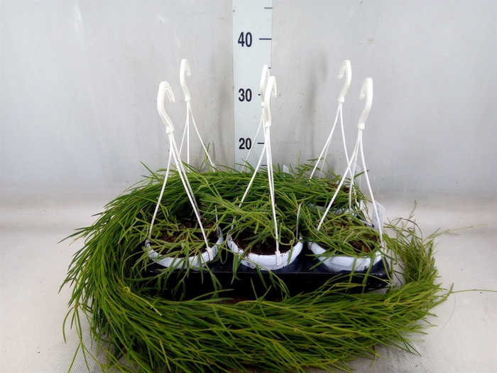 <h4>Hoya linearis</h4>