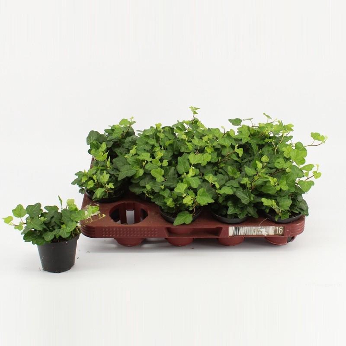 <h4>Hedera Helix Wonder Beperkt leverbaar</h4>
