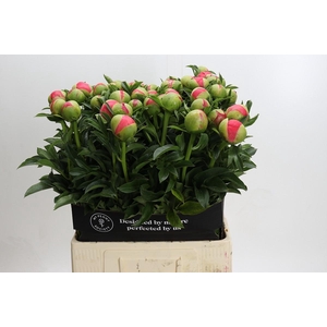 Paeonia Coral Sunset Xxl
