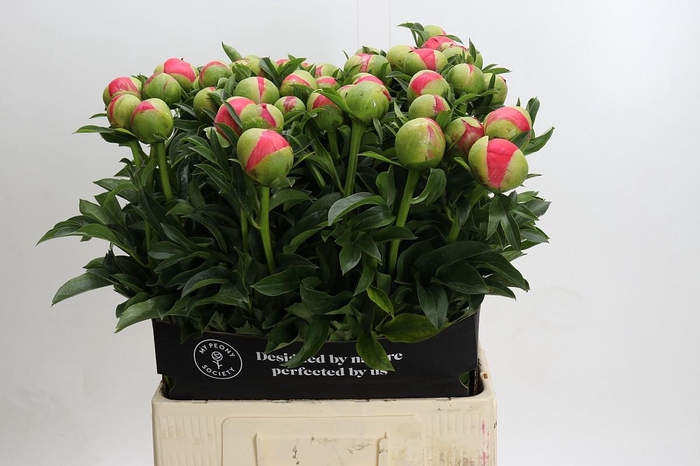 <h4>Paeonia coral sunset XXL</h4>