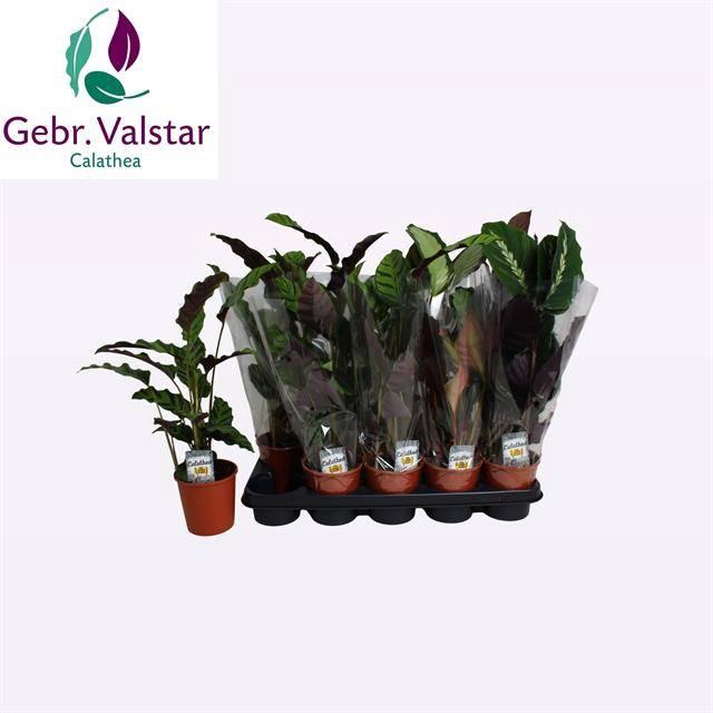 <h4>CALAT GEM 3 SRT</h4>