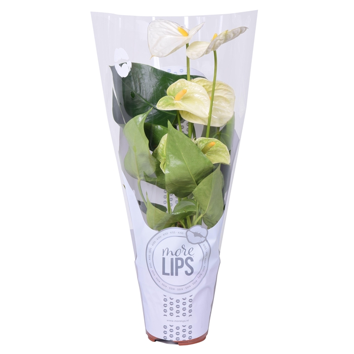 <h4>MoreLIPS® Anthurium Cocos in ShowHoes</h4>
