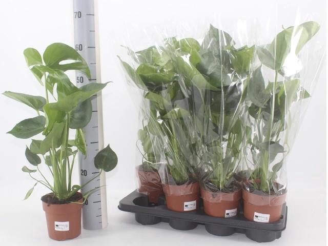 <h4>MONSTERA DELICIOSA</h4>