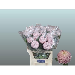 CHR G VIENNA PINK